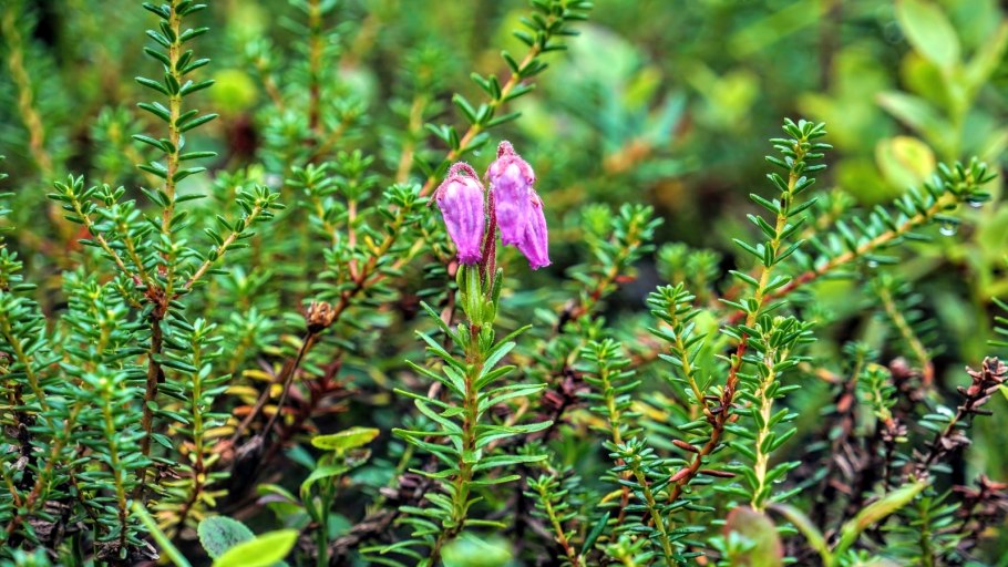 Филлодоце кустарничек