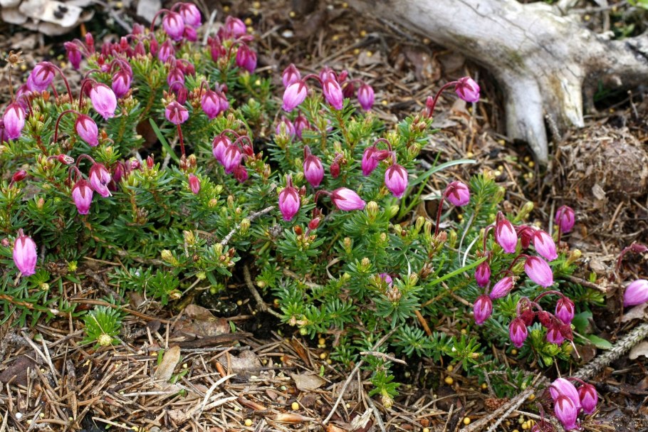 Филлодоце голубая (Phyllodoce caerulea)