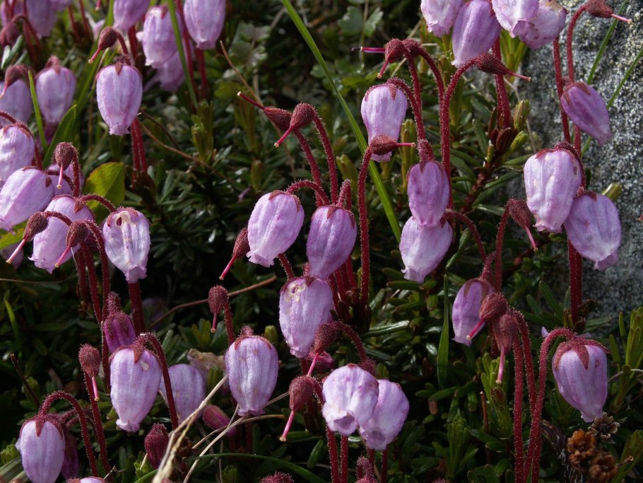Филлодоце голубая (Phyllodoce caerulea)