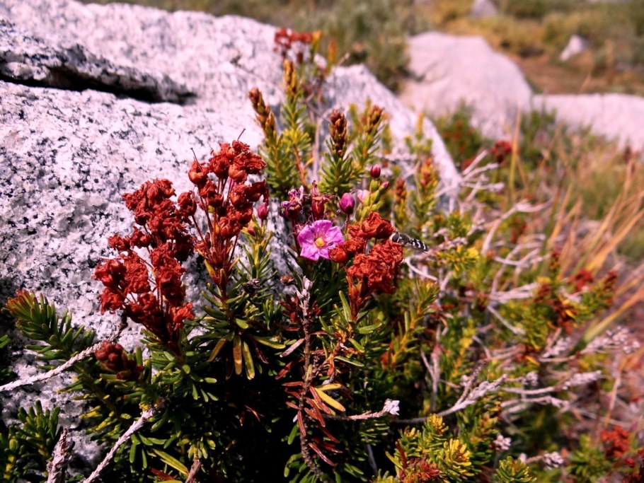 Blue Mountain-Heath цветок