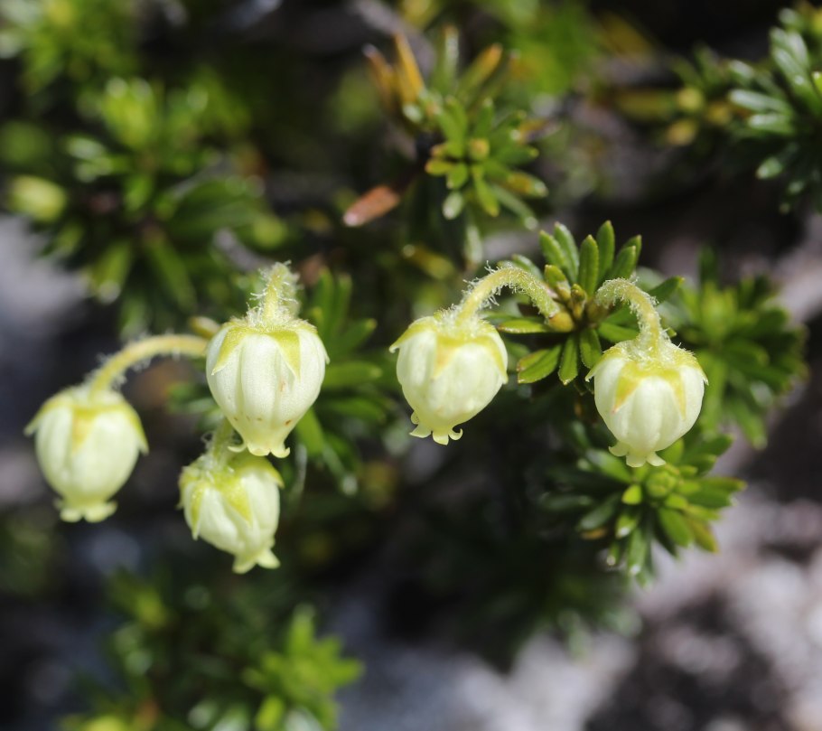 Филлодоце ниппонская