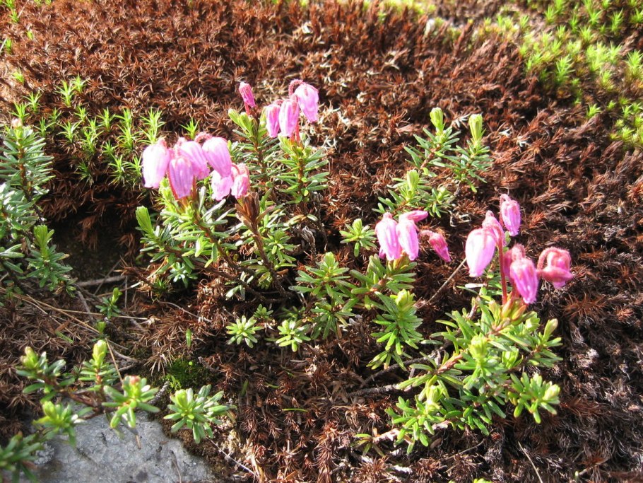 Филлодоце Алеутская Командорский заповедник