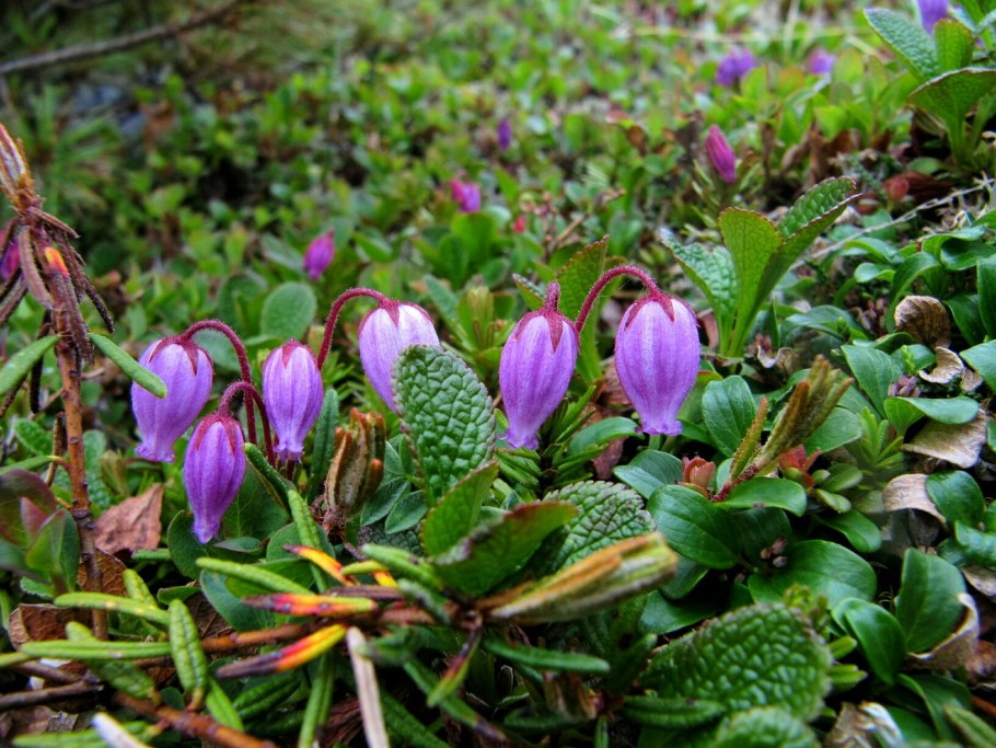 Шапка "Линнея"