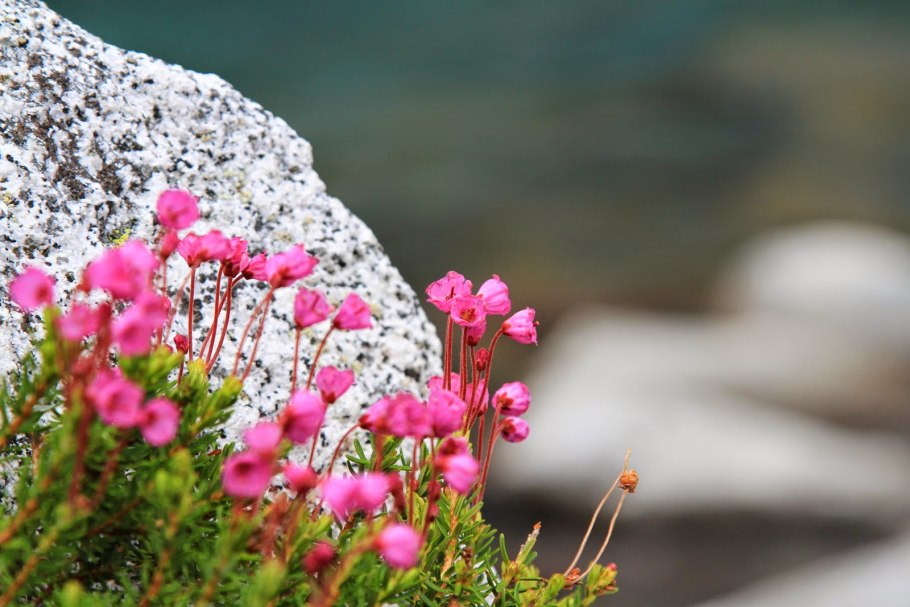 Филлодоце сизая