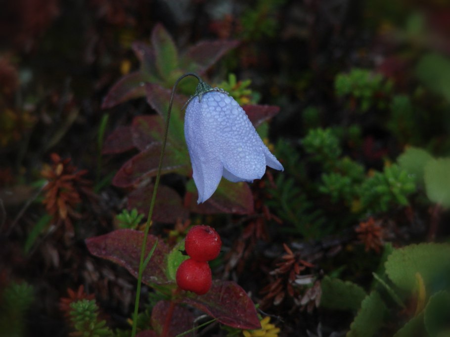 Растения эндемики Японии