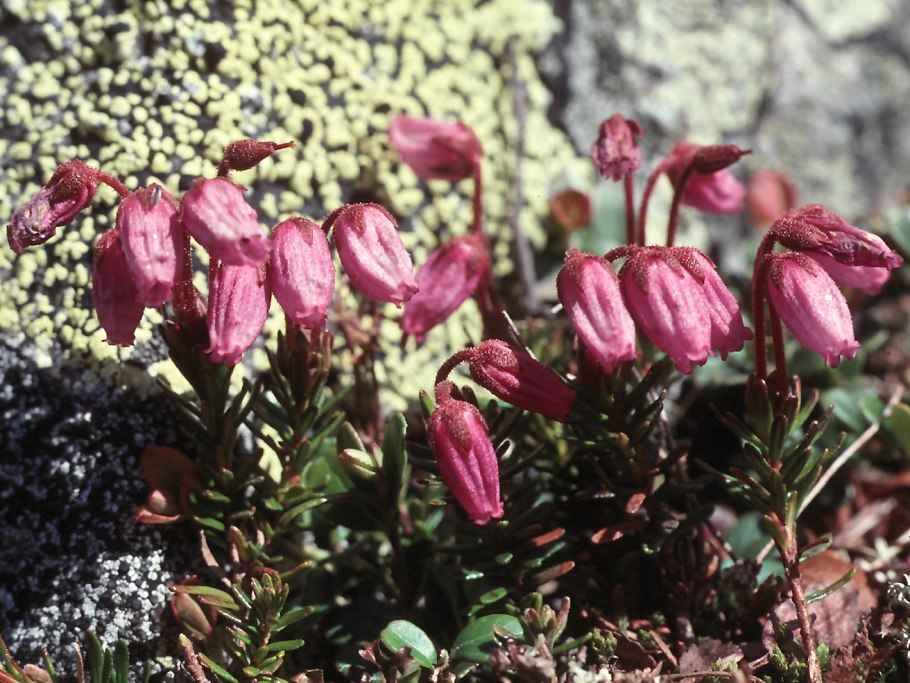 Буреинский фауна Флора