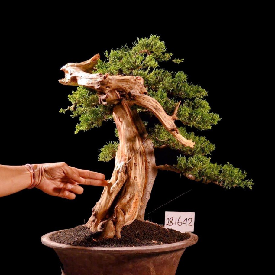 Можжевельник на Сахалине