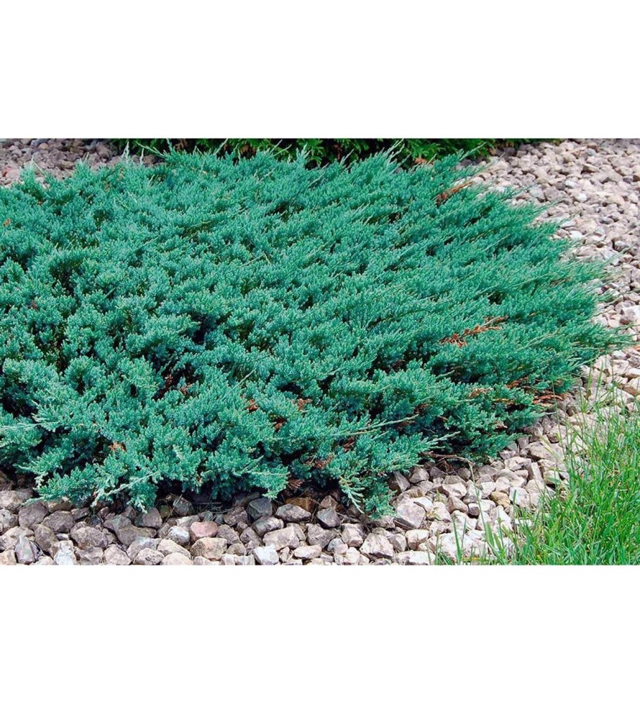 Можжевельники на солнце картинки