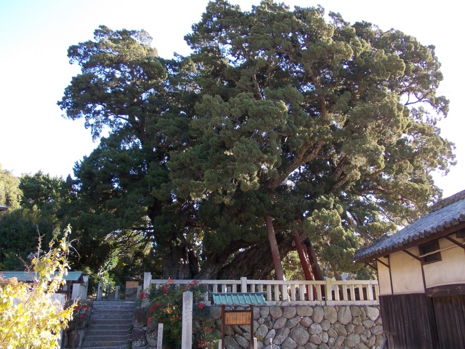 Juniperus chinensis var sargentii