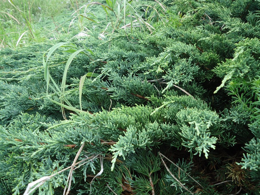 Juniperus chinensis бонсай