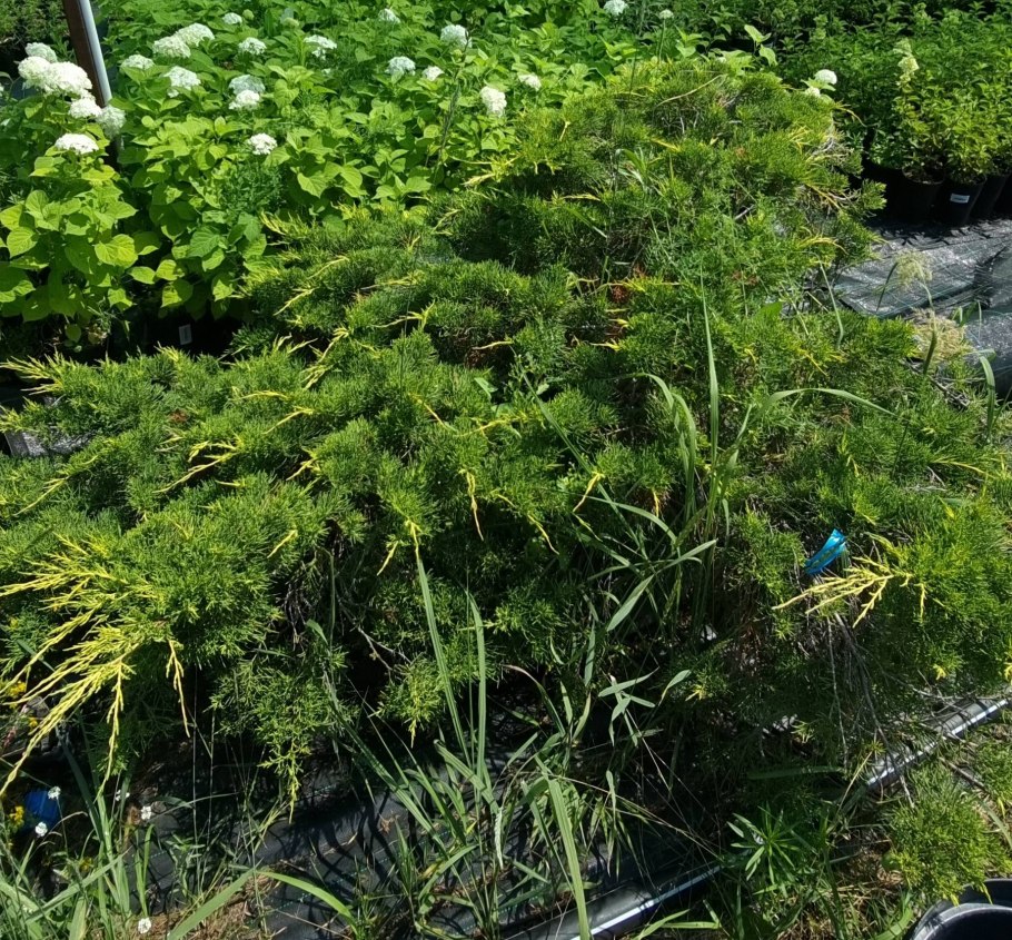 Juniperus chinensis 'Shimpaku'