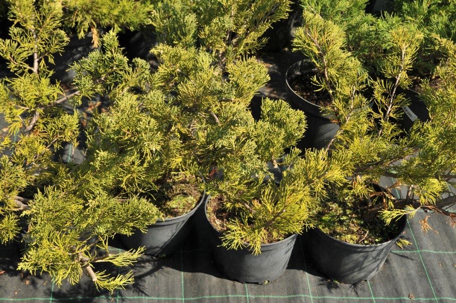 Можжевельник Саржента Juniperus sargentii
