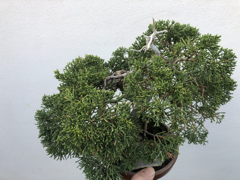 Можжевельник Саржента гербарий