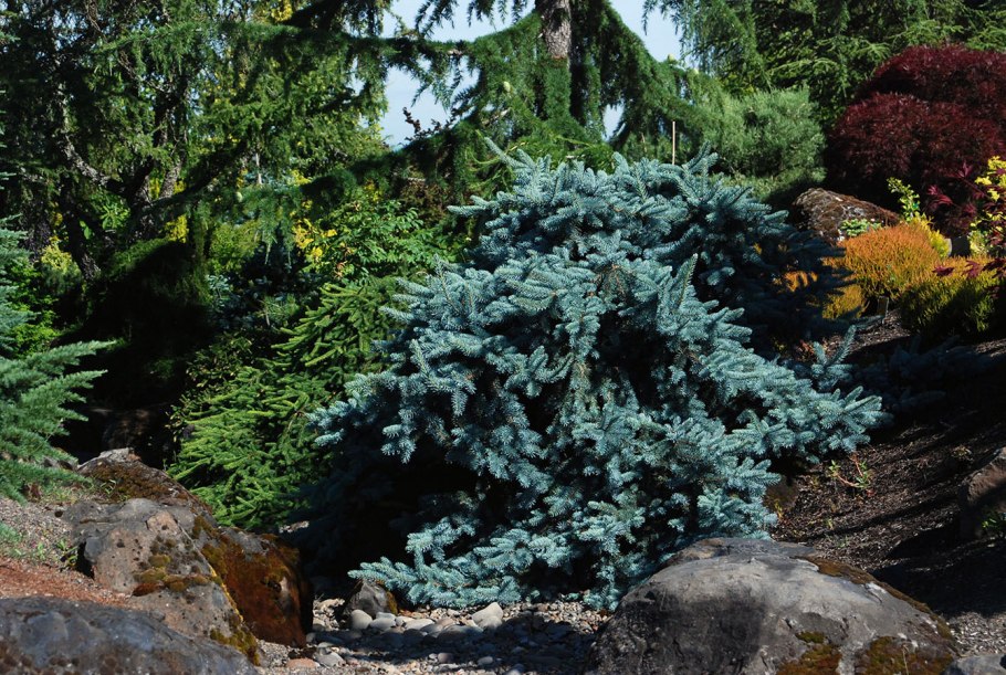 Picea pungens glauca prostrata