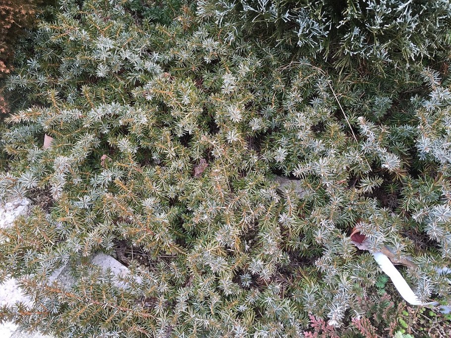 Можжевельник Таежный