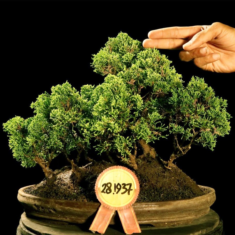 Juniperus (можжевельник) conf. Schlager c5/7,5 pa 105-115 d 25-35