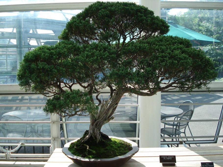 Можжевельник Бермудский