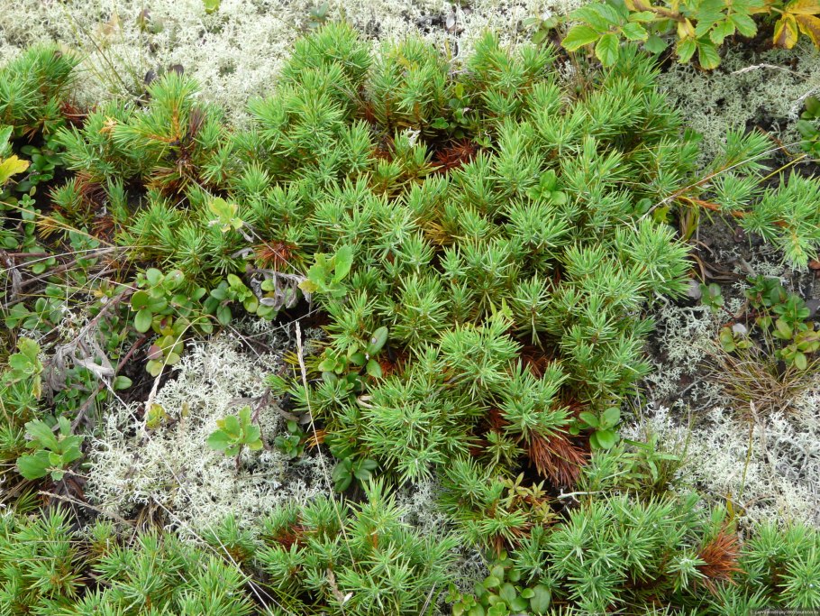 Можжевельник казацкий Broadmoor