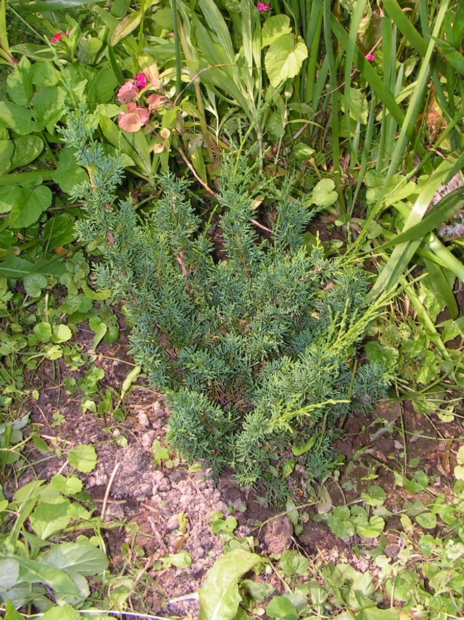 Можжевельник блаув