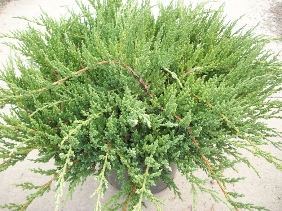 Можжевельник Саржента Juniperus sargentii