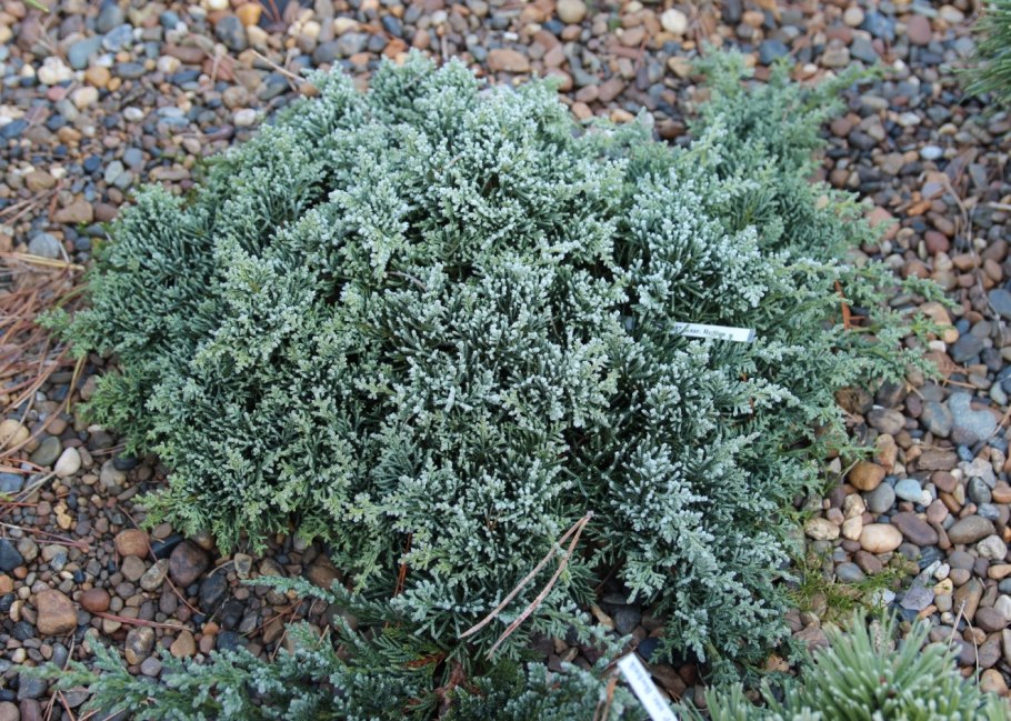 Можжевельник казацкий побег