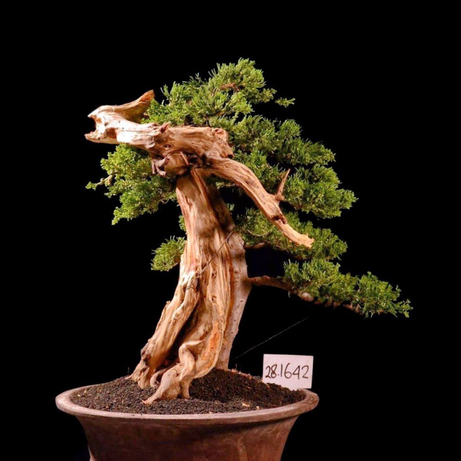 Можжевеловая 68