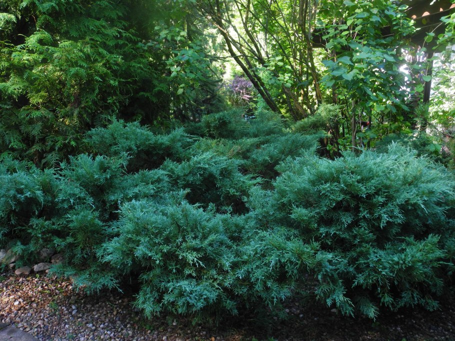 Можжевельник Мэри