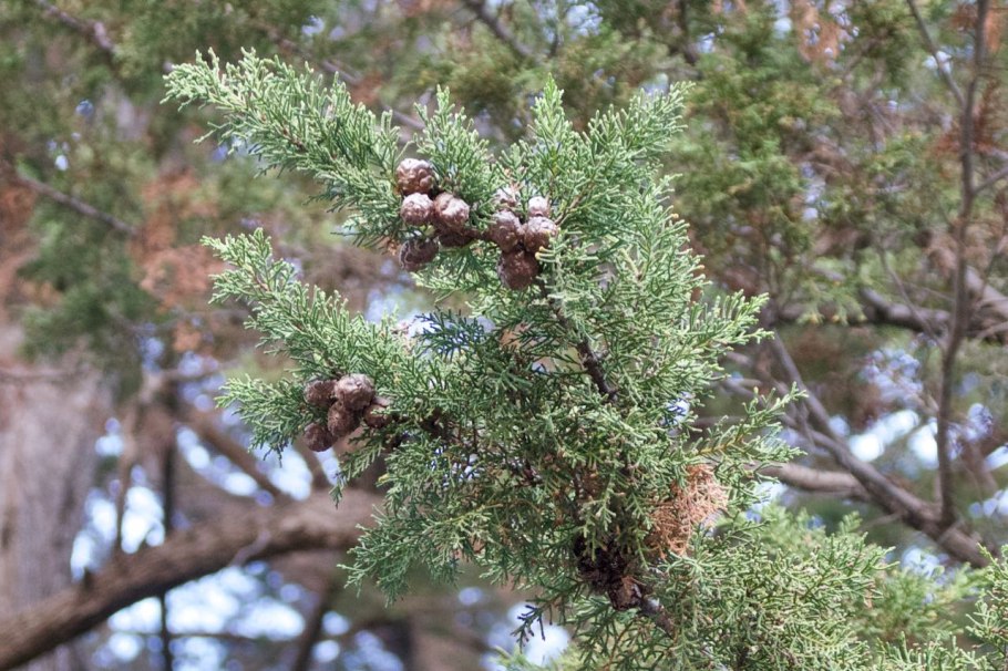 Бонсай можжевельник