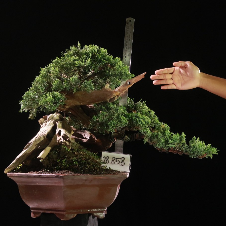 Можжевельник Kaizuka