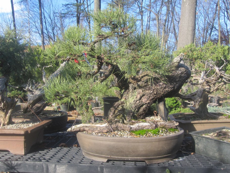 Можжевельник Hornibrookii