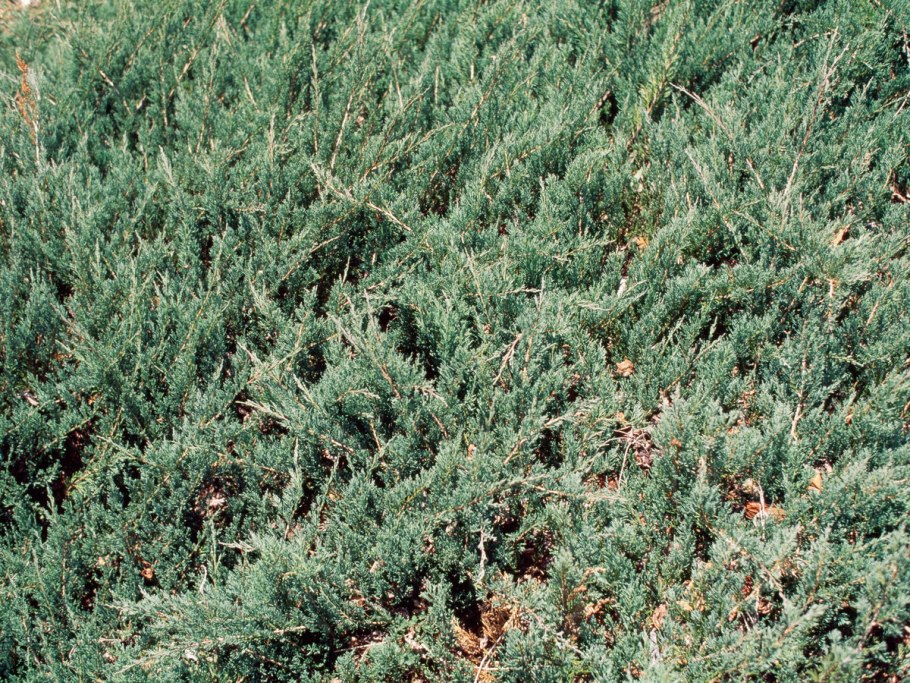 Можжевельник Горизонт Глаука