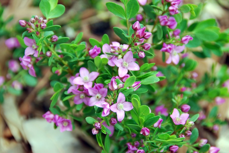 Борония Пинк Стар