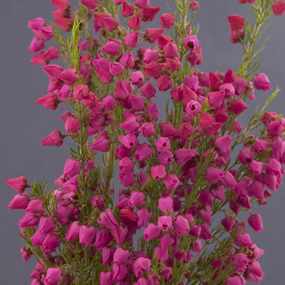 Борония анисовая