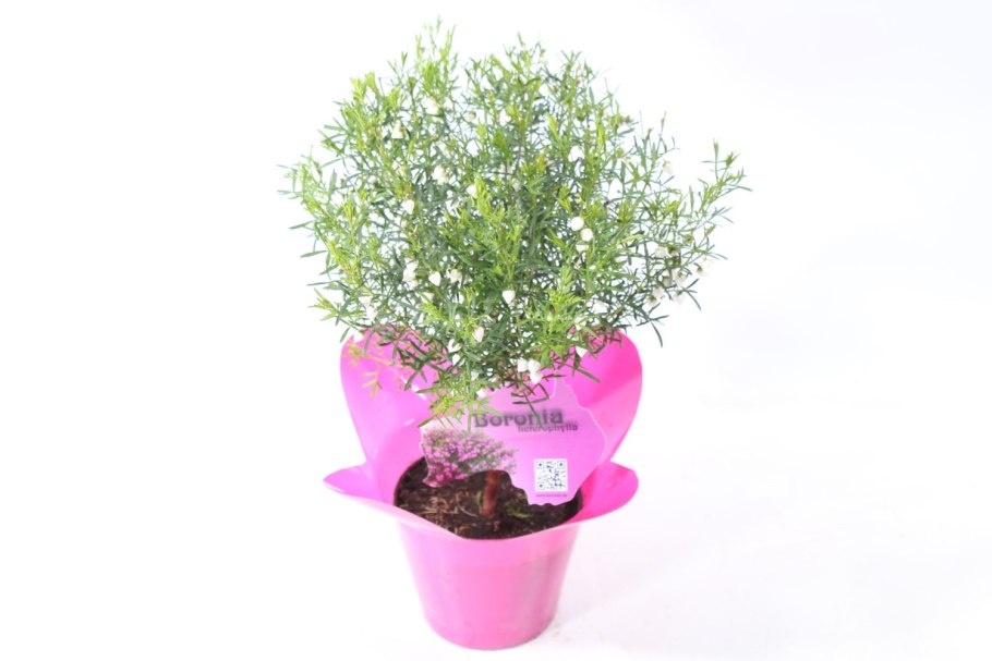 Борония анисовая