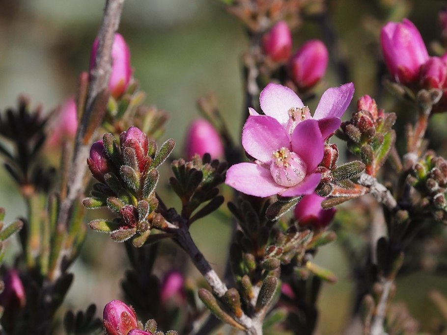 Boronia Fastigiata