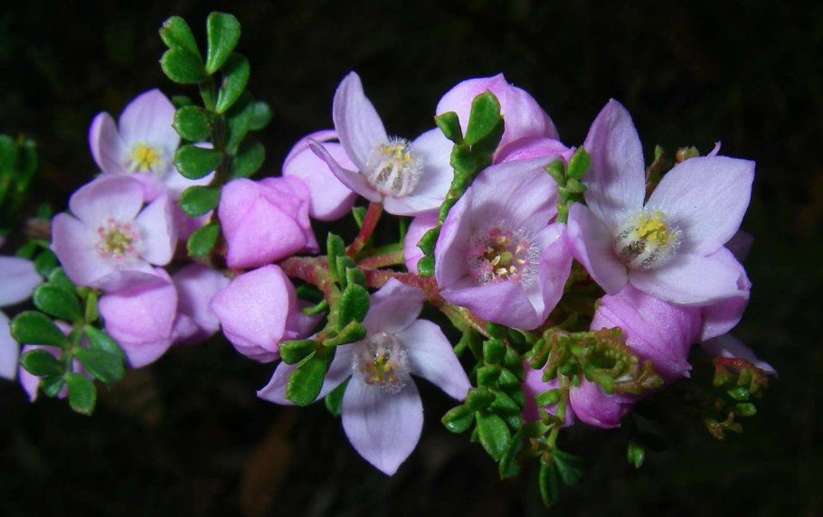 Борония мелкогородчатая