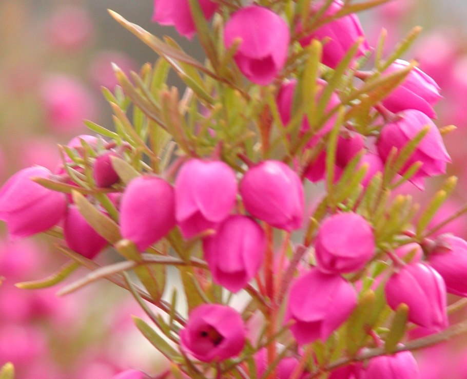 Борония Кренулата