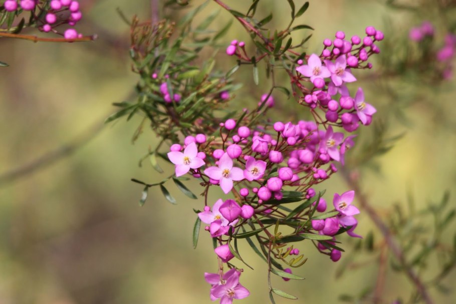 Борония крупнопестиковая