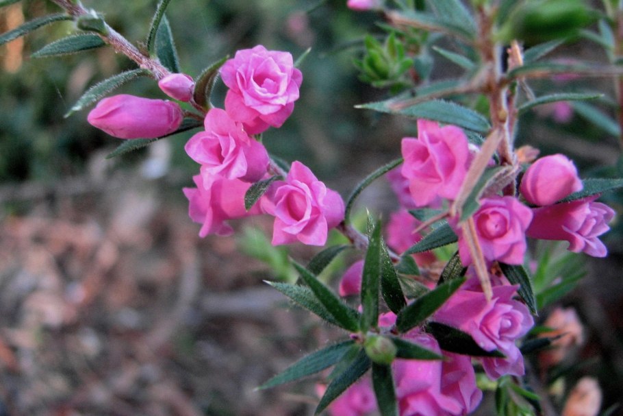 Борония Цветоносная - Boronia floribunda