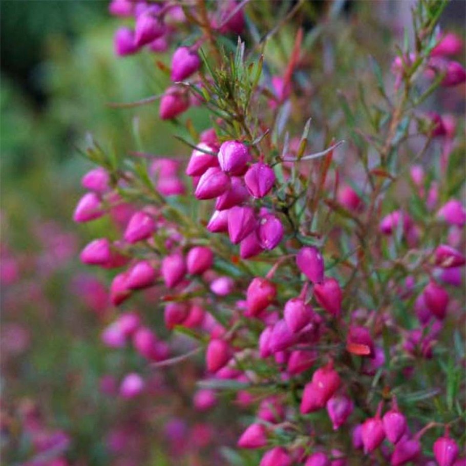 Борония сафролоносная - Boronia safrolifera