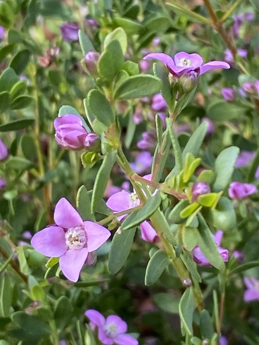 Борония крупнопестиковая