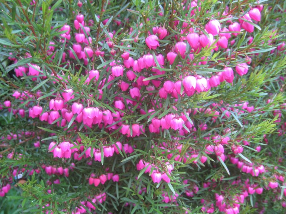 Борония мелкогородчатая