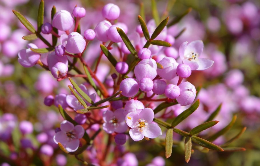 Boronia Fastigiata