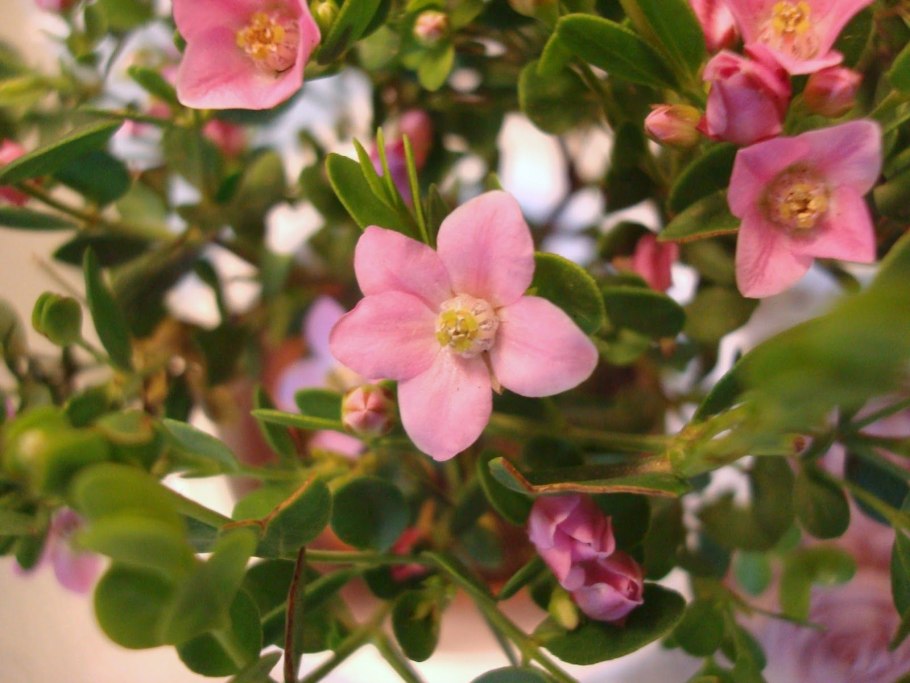 Борония мелкогородчатая