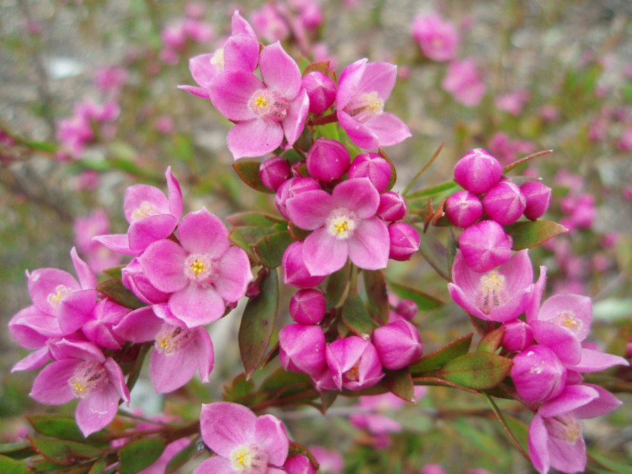 Борония (Boronia megastigma)