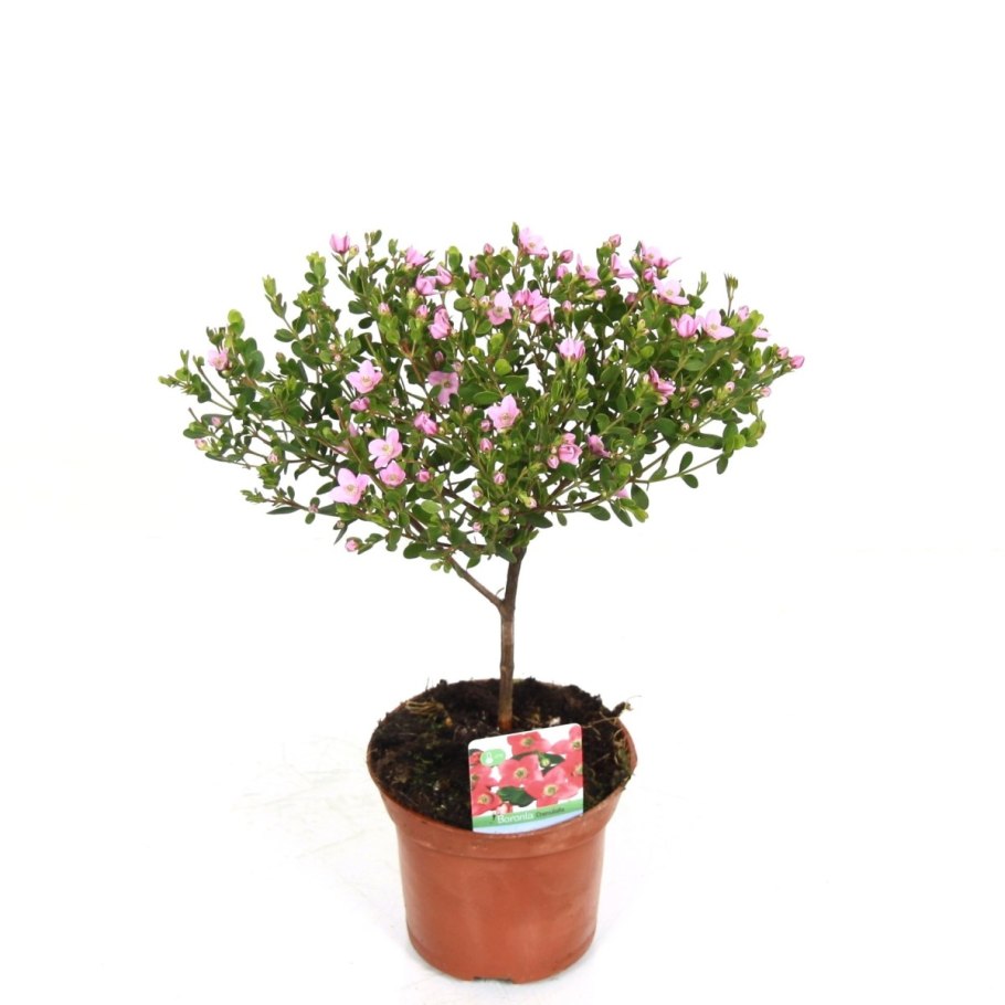 Борония мелкогородчатая