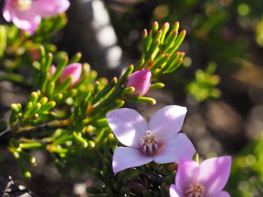 Борония мелколистная - Boronia microphylla