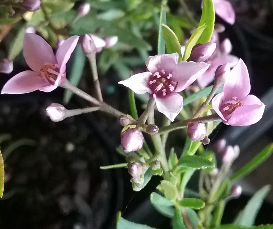 Барония цветок