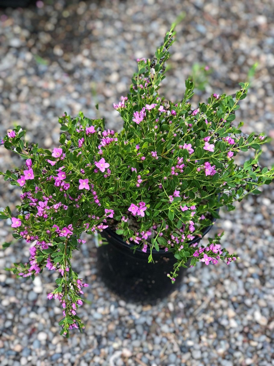 Цветок борония розовая