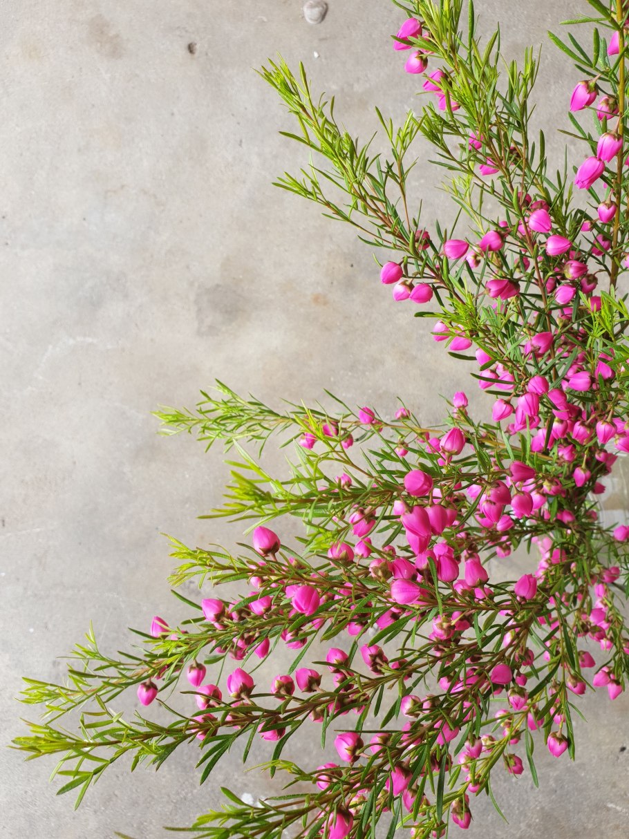 Борония цветок